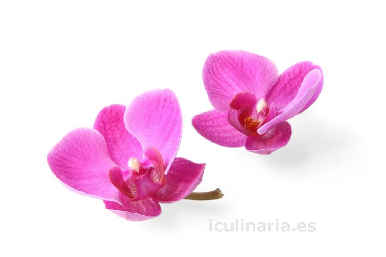 flor de orquídea | Innova Culinaria