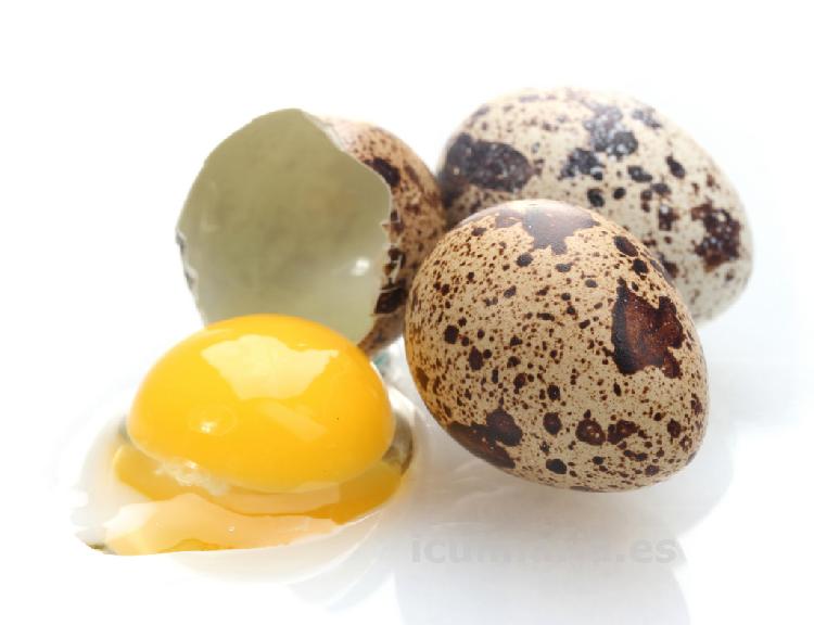 huevo de codorniz | Innova Culinaria
