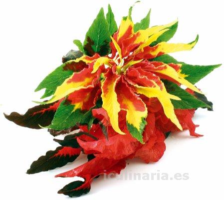 Flor de amaranto tricolor | Innova Culinaria