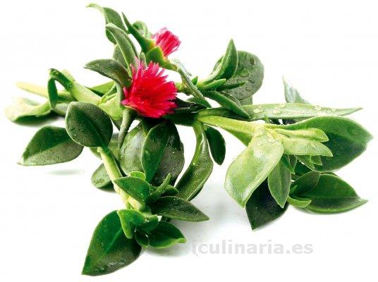 Cordifolia | Innova Culinaria