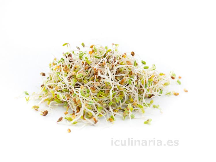 germinado de alfalfa | Innova Culinaria