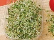 brotes tiernos de alfalfa | Innova Culinaria