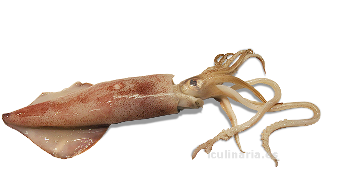 calamar (chipirón) | Innova Culinaria
