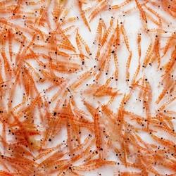 Aceite de krill | Innova Culinaria