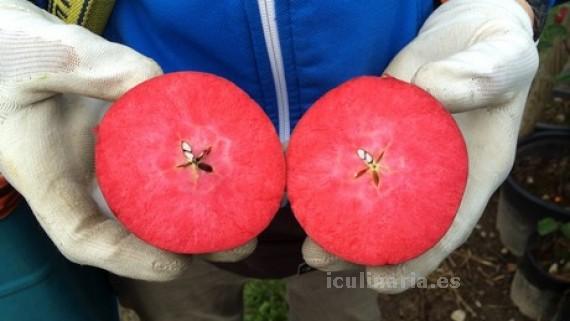 manzana | Innova Culinaria