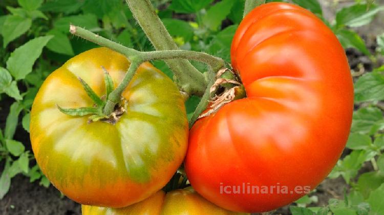 tomate | Innova Culinaria