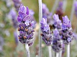 Lavanda | Innova Culinaria