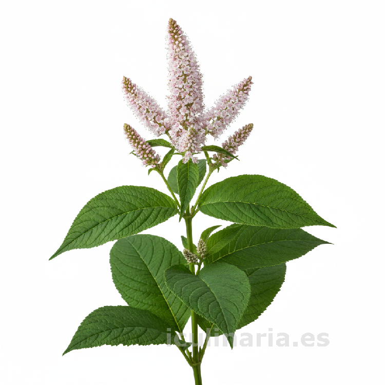 bistorta | Innova Culinaria