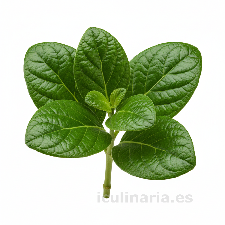 boldo | Innova Culinaria