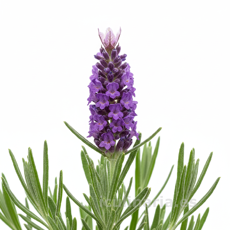 cantueso | Innova Culinaria