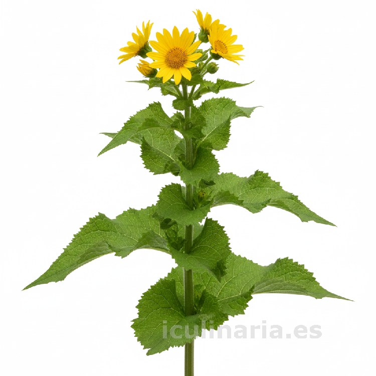 El silfio o laserpicio | Innova Culinaria