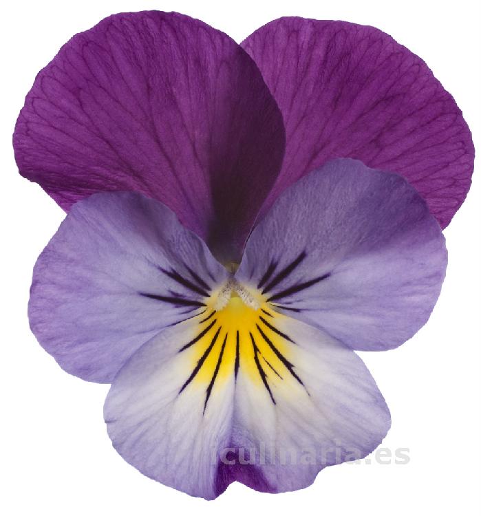 flor de viola star | Innova Culinaria