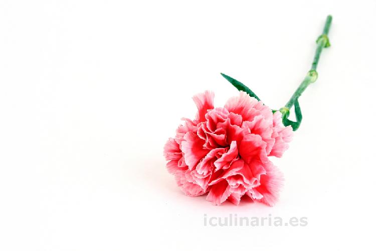 flor de clavel freedom | Innova Culinaria