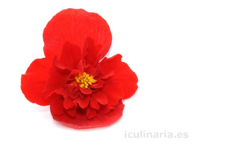 flor begonia red sugar | Innova Culinaria