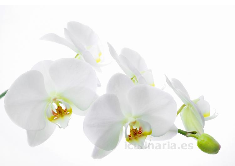 flor de orquídea | Innova Culinaria