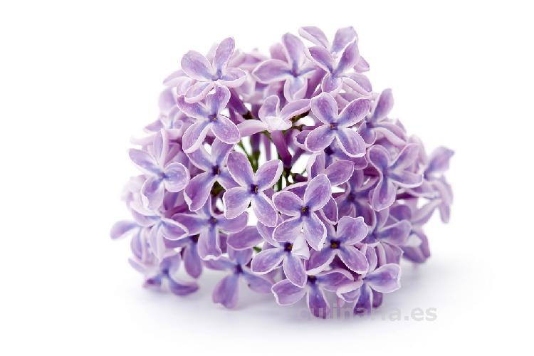 Flor de violeta | Innova Culinaria