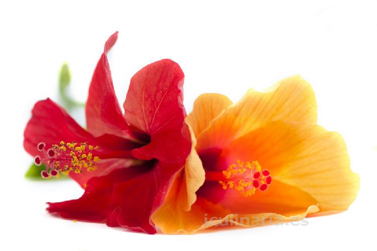 Flor de hibisco fresco | Innova Culinaria