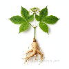 Ginseng