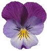 flor de viola star